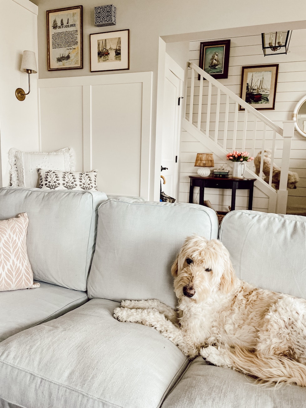 https://theinspiredroom.net/wp-content/uploads/2022/03/the-inspired-room-spring-living-room-decorating-jack-goldendoodle.jpg