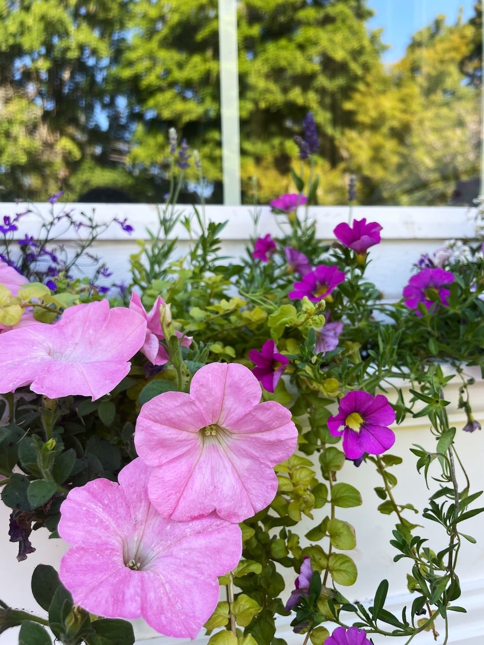 Window Boxes to Add Curb Appeal (Kylee's House Update)