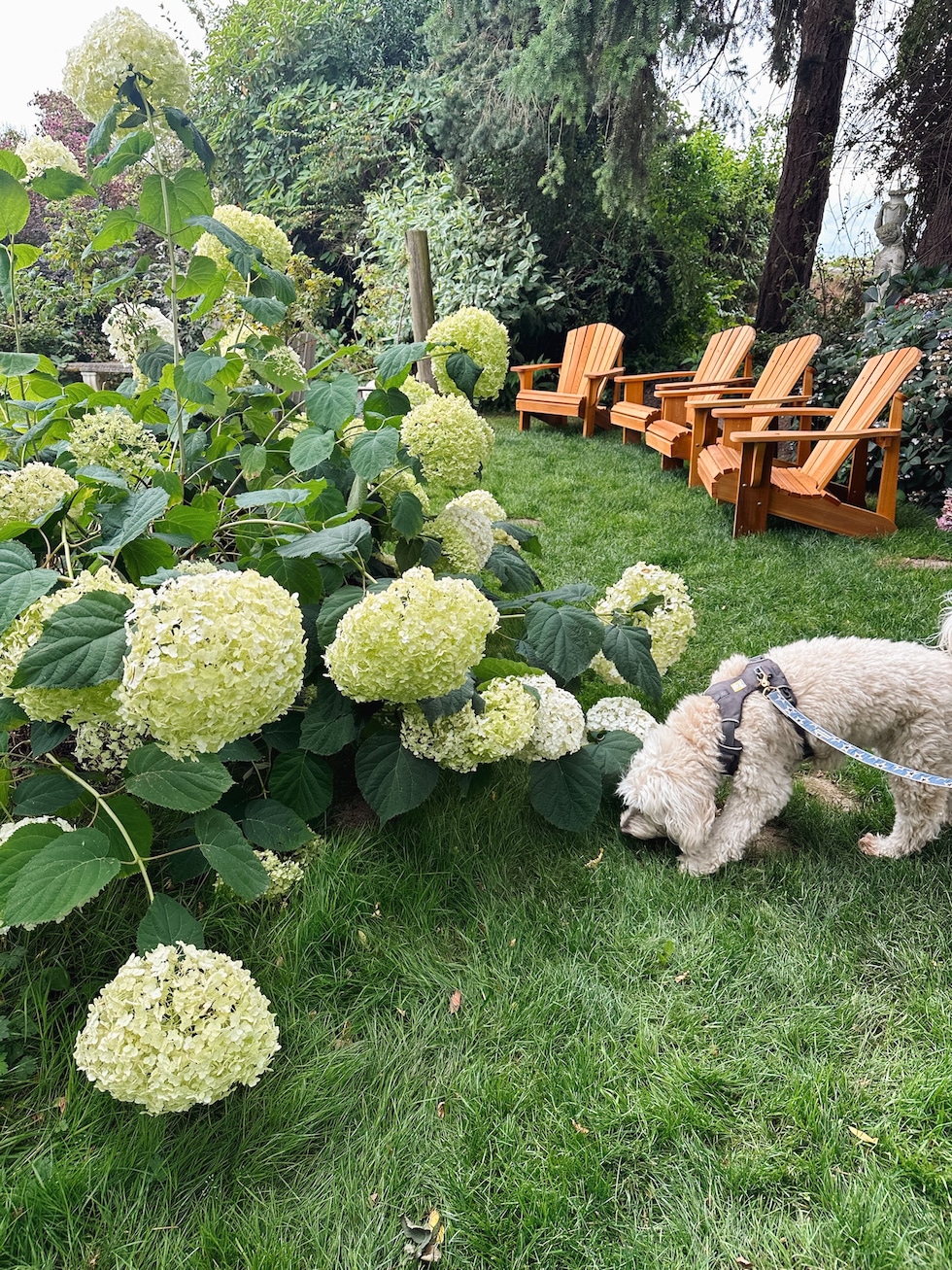 hydrangeas lily the inspired room