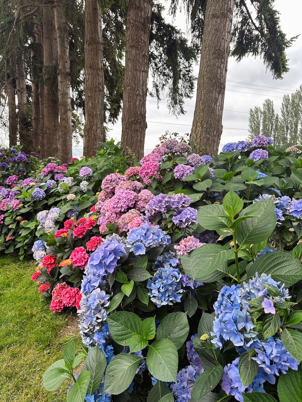 hydrangeas the inspired room