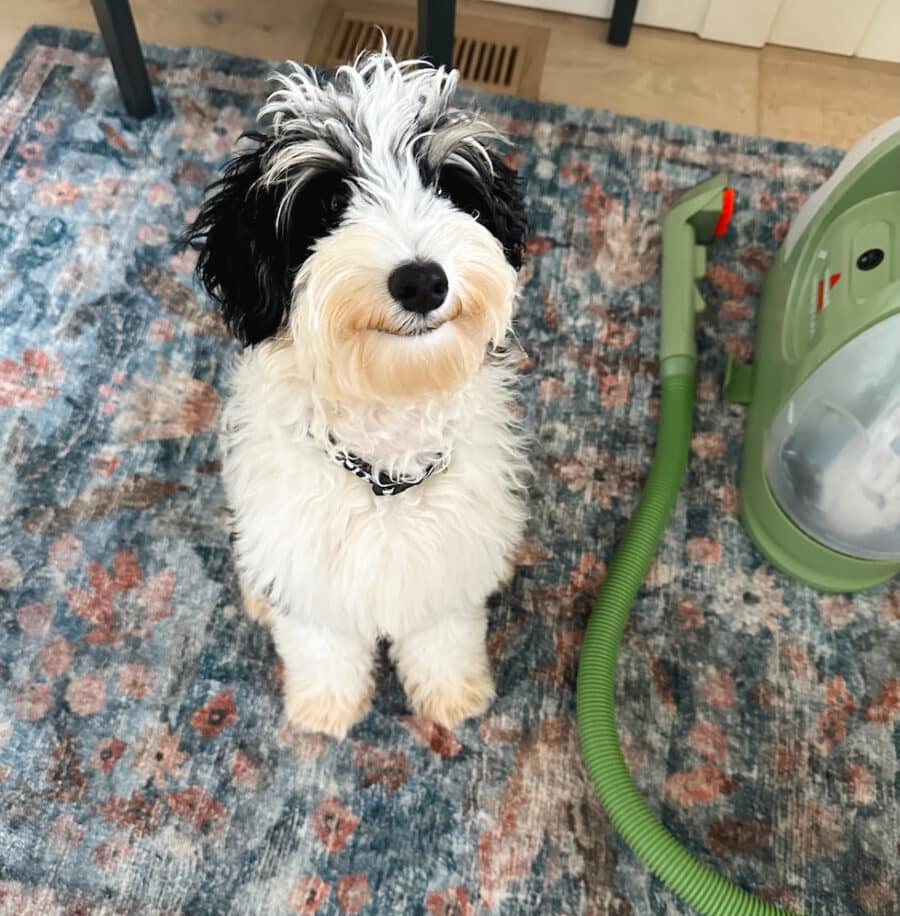 My Favorite Rug and Upholstery Cleaning Tool