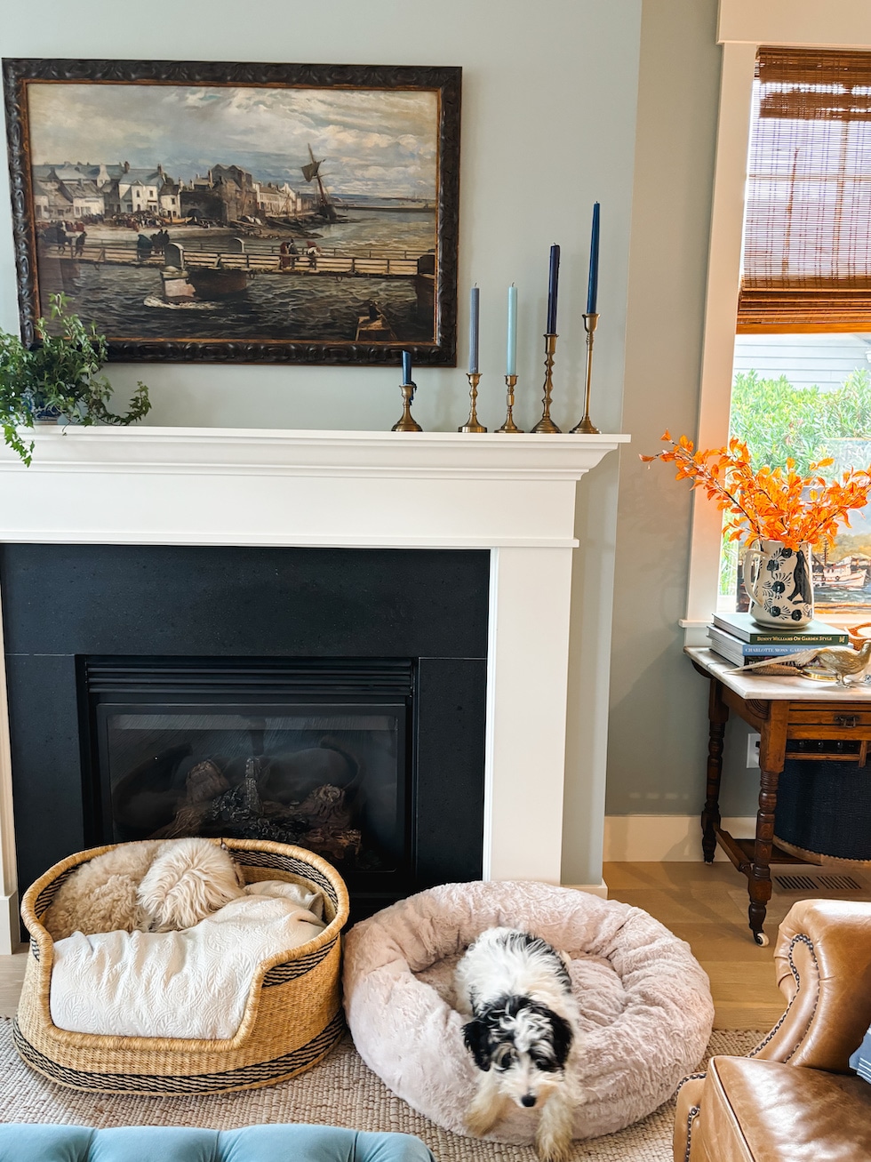 finnegan lily schnoodle labradoodle inspired room