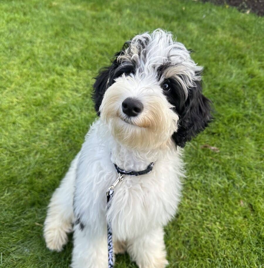 Life Lately: Welcome to Our Home, Finnegan