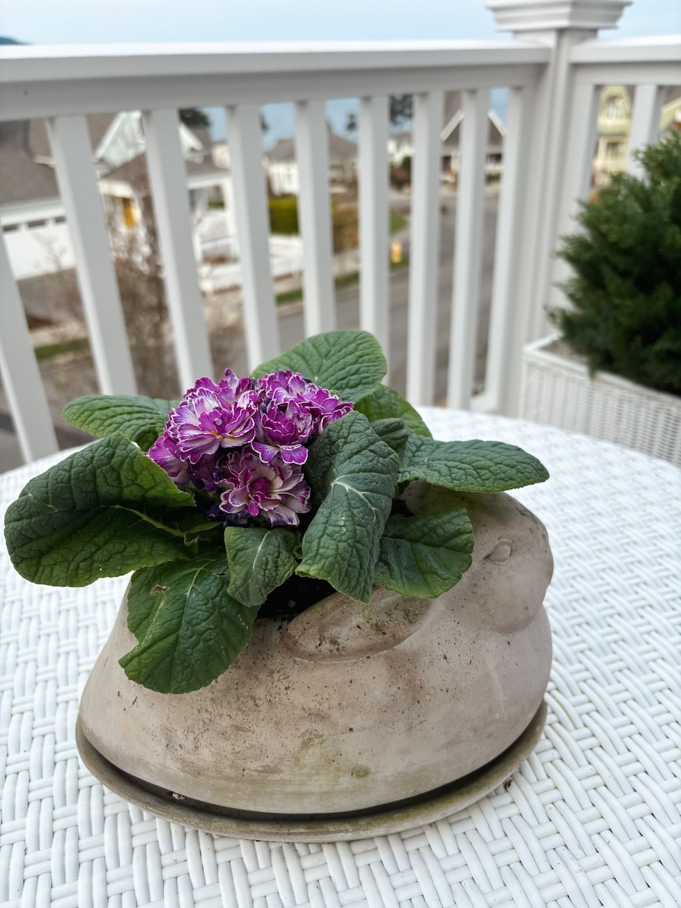 bunny planter the inspired room