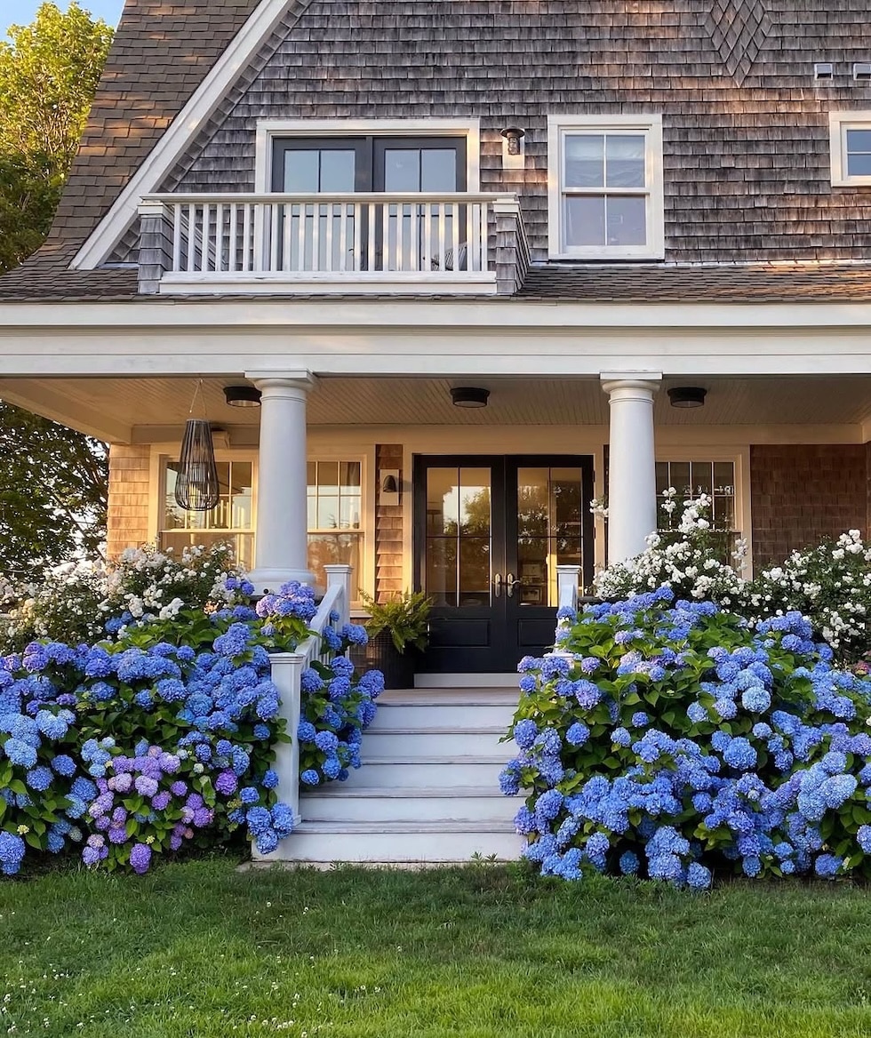 cape cod home exterior shingled blue hydrangeas