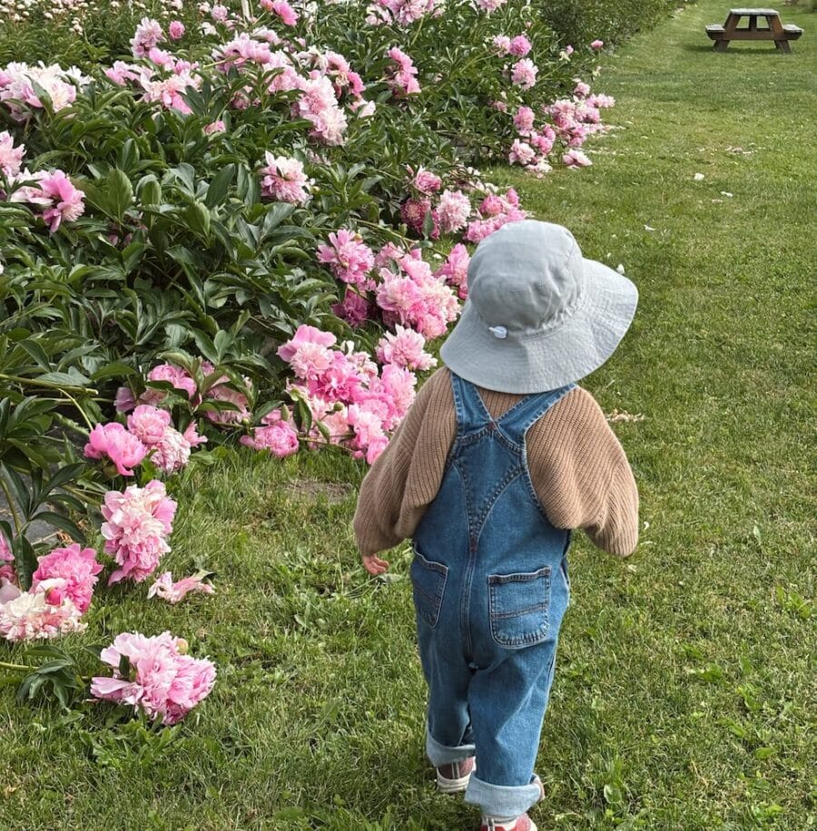 Peonies in the Kitchen + An Adventure to a Peony Farm!